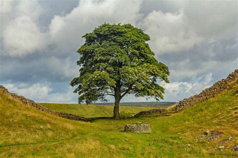 Iconic tree pre.